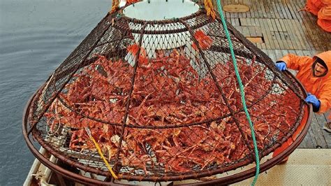 crab fish|Crab fisheries .